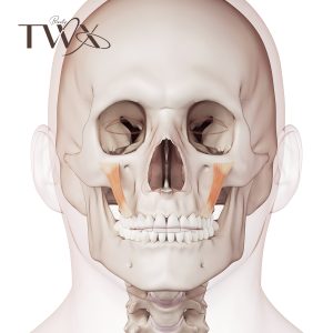 Facial bones Reservation